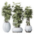 Rośliny doniczkowe HQ Rhapis Excelsa Lady Palm Hydro Care - Pandora-land