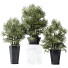 Rośliny doniczkowe HQ Rhapis Excelsa Lady Palm Hydro Care Set 02 - Pandora-land