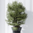 Rośliny doniczkowe HQ Rhapis Excelsa Lady Palm Hydro Care Set 02 - Pandora-land