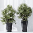 Rośliny doniczkowe HQ Rhapis Excelsa Lady Palm Hydro Care Set 02 - Pandora-land