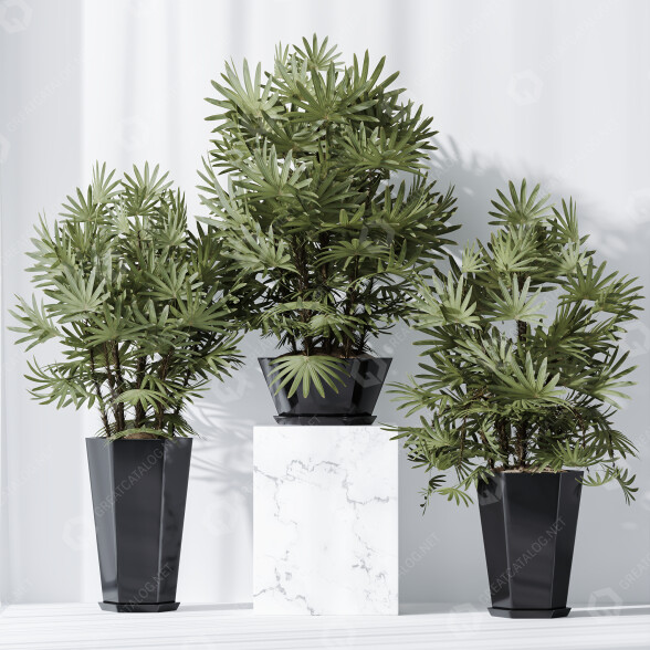 Rośliny doniczkowe HQ Rhapis Excelsa Lady Palm Hydro Care Set 02 model 3D