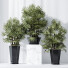 Rośliny doniczkowe HQ Rhapis Excelsa Lady Palm Hydro Care Set 02 - Pandora-land