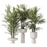 Rośliny doniczkowe HQ Rhapis Excelsa Lady Palm Hydro Care Set 03 - Pandora-land