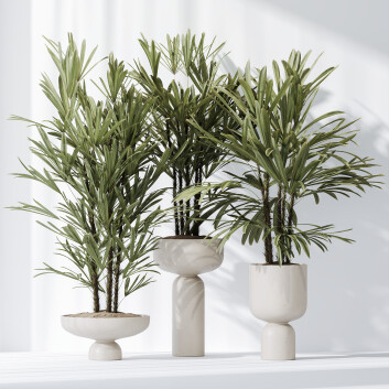 Rośliny doniczkowe  HQ Rhapis Excelsa Lady Palm Hydro Care Set 03 Model 3D