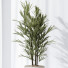 Rośliny doniczkowe HQ Rhapis Excelsa Lady Palm Hydro Care Set 03 - Pandora-land