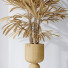 Rośliny doniczkowe HQ Rhapis Excelsa Lady Palm Hydro Care Set 03 - Pandora-land