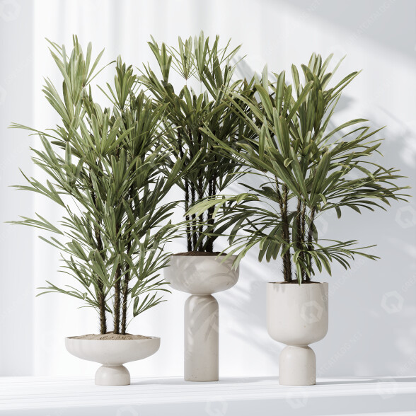 Rośliny doniczkowe HQ Rhapis Excelsa Lady Palm Hydro Care Set 03 model 3D