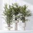 Rośliny doniczkowe HQ Rhapis Excelsa Lady Palm Hydro Care Set 03 - Pandora-land