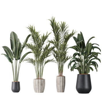 Rośliny doniczkowe  Bird of Paradise Bird and Areca Majesty Vase 12 Model 3D