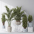 Rośliny doniczkowe Areca Majesty and Yucca Elephantipes Vase 10 - Pandora-land