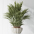 Rośliny doniczkowe Areca Majesty and Yucca Elephantipes Vase 10 - Pandora-land