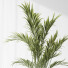 Rośliny doniczkowe Areca Majesty and Yucca Elephantipes Vase 10 - Pandora-land