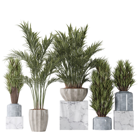 Rośliny doniczkowe Areca Majesty and Yucca Elephantipes Vase 10 model 3D