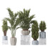 Rośliny doniczkowe Areca Majesty and Yucca Elephantipes Vase 10 - Pandora-land