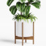 Planta en maceta Plantas de interior 19 - farshidtavakoli