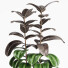 Planta en maceta Plantas de interior 19 - farshidtavakoli