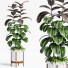 Planta en maceta Plantas de interior 19 - farshidtavakoli