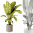 Plante en pot Banane d'Intérieur 451 - uniquevry