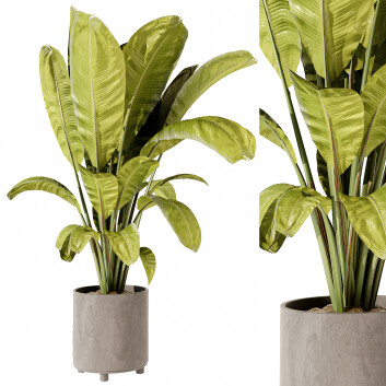 Plante en pot  Banane d'Intérieur 451 Modèle 3D