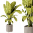 Plante en pot Banane d'Intérieur 451 - uniquevry