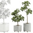 Topfpflanzen Ficus Lyrata Innen 450 - uniquevry