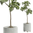 Topfpflanzen Ficus Lyrata Innen 450 - uniquevry