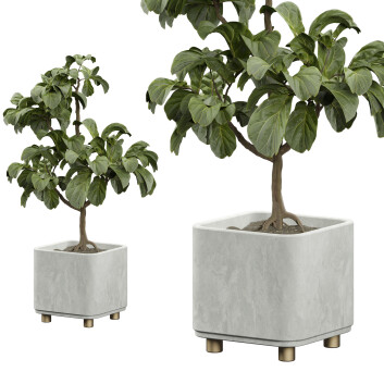 Plantes en pot  Ficus Lyrata Intérieur 450 Modèle 3D