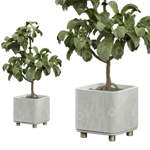 Topfpflanzen Ficus Lyrata Innen 450 3D-Modell