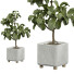 Topfpflanzen Ficus Lyrata Innen 450 - uniquevry