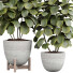 Topfpflanzen Ficus Innen 448 - uniquevry