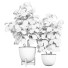 Topfpflanzen Ficus Innen 448 - uniquevry
