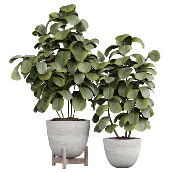 Plantes en pot  Ficus Intérieur 448 Modèle 3D