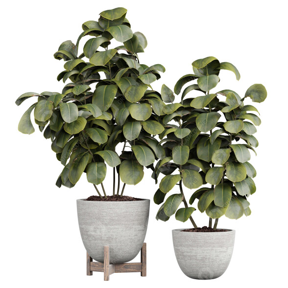 Topfpflanzen Ficus Innen 448 3D-Modell