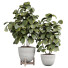 Topfpflanzen Ficus Innen 448 - uniquevry
