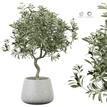 Plante en pot  Olivier d'intérieur 444 Modèle 3D