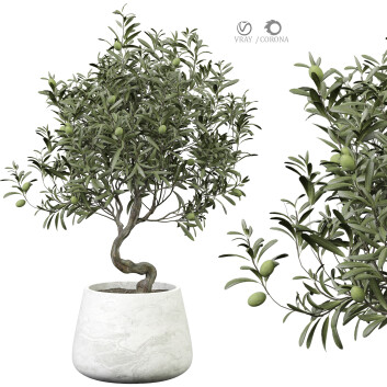Plante en pot  Olivier d'intérieur 443 Modèle 3D
