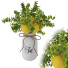 Blumenstrauß Zitrone in vase - goddess363-42139