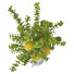 Blumenstrauß Zitrone in vase - goddess363-42139