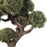 Árbol Pino - goddess363-42139
