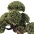 Árbol Pino - goddess363-42139