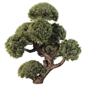 Baum  Kiefer 3D-Modell