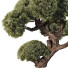 Árbol Pino - goddess363-42139
