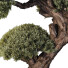 Árbol Pino - goddess363-42139