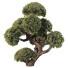 Árbol Pino - goddess363-42139