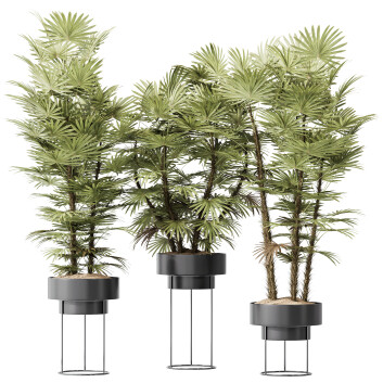Rośliny doniczkowe  HQ Rhapis Excelsa Lady Palm Hydro Care Se t04 Model 3D