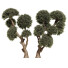 Árboles Colección de pinos 02 - goddess363-42139