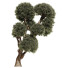 Árboles Colección de pinos 02 - goddess363-42139