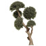 Árboles Colección de pinos 02 - goddess363-42139