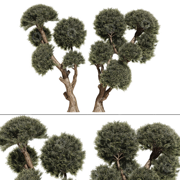 Árboles Colección de pinos 02 Modelo 3D