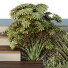 Сходи та рослини HQ Tree and Bush Garden Box Outdoor Vol 30 - Pandora-land